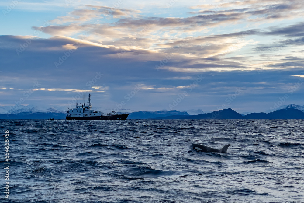 orcas or killer whales in Kvænangen fjord in Norway hunting for herrings orcas or killer whales in Kvænangen fjord in Norway hunting for herrings