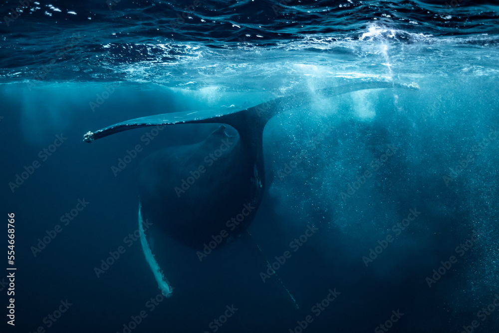Obraz premium humpback whales in Kvænangen fjord in Norway hunting for herrings