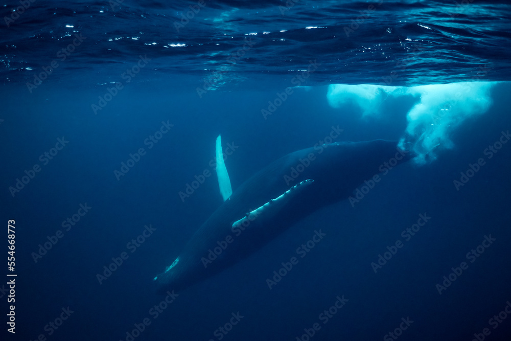 Naklejka premium humpback whales in Kvænangen fjord in Norway hunting for herrings