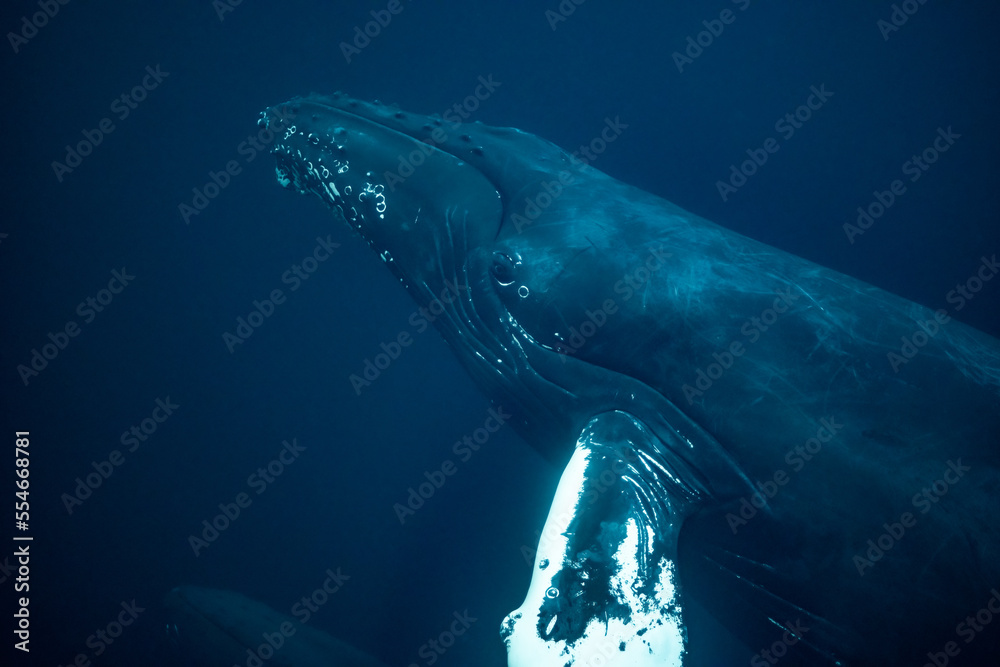 Fototapeta premium humpback whales in Kvænangen fjord in Norway hunting for herrings
