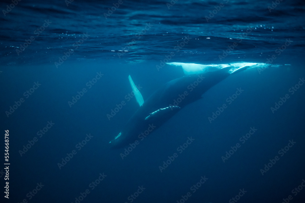 humpback whales in Kvænangen fjord in Norway hunting for herrings