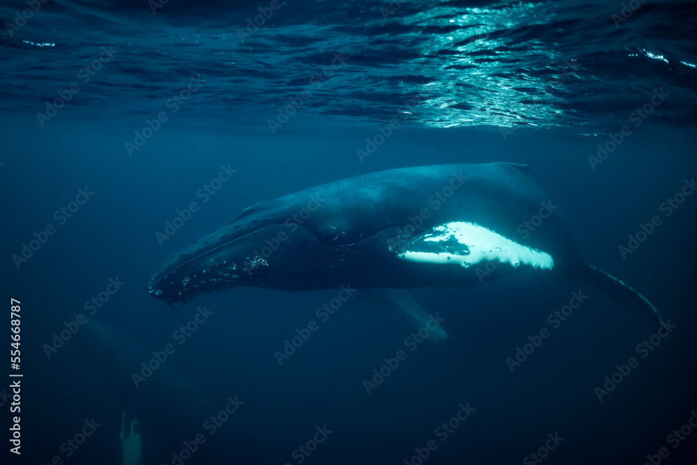 Fototapeta premium humpback whales in Kvænangen fjord in Norway hunting for herrings