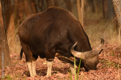Muscular Indian Gaur feeding on grass during morning hours
