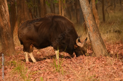 Muscular Indian Gaur feeding on grass during morning hours