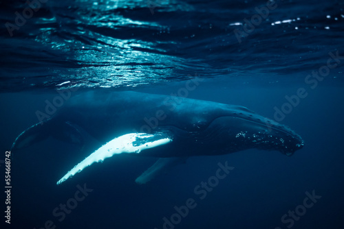 humpback whales in Kv  nangen fjord in Norway hunting for herrings