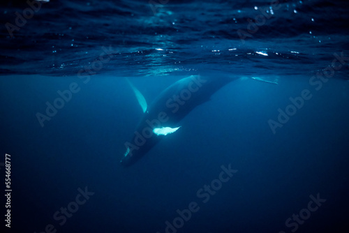 humpback whales in Kvænangen fjord in Norway hunting for herrings