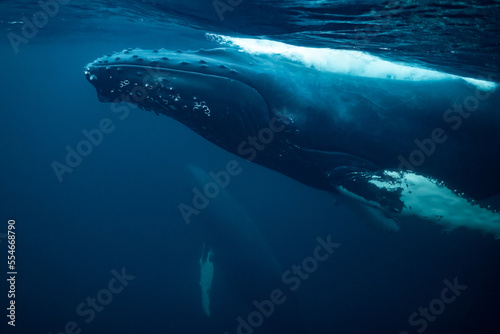 humpback whales in Kvænangen fjord in Norway hunting for herrings © Subphoto