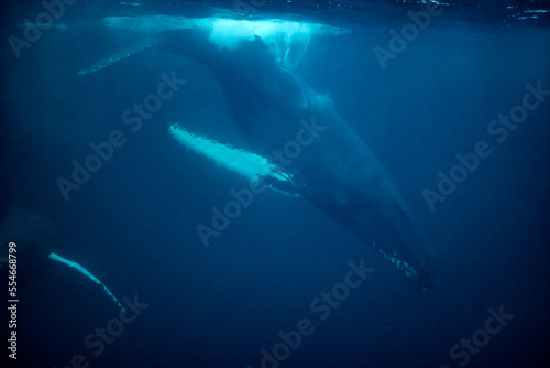 humpback whales in Kvænangen fjord in Norway hunting for herrings © Subphoto