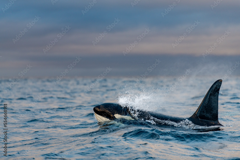 Naklejka premium orcas or killer whales in Kvænangen fjord in Norway hunting for herrings