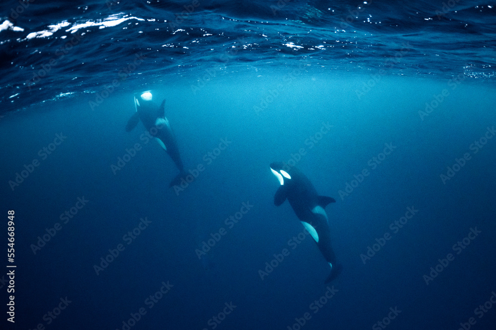 orcas or killer whales in Kvænangen fjord in Norway hunting for herrings orcas or killer whales in Kvænangen fjord in Norway hunting for herrings