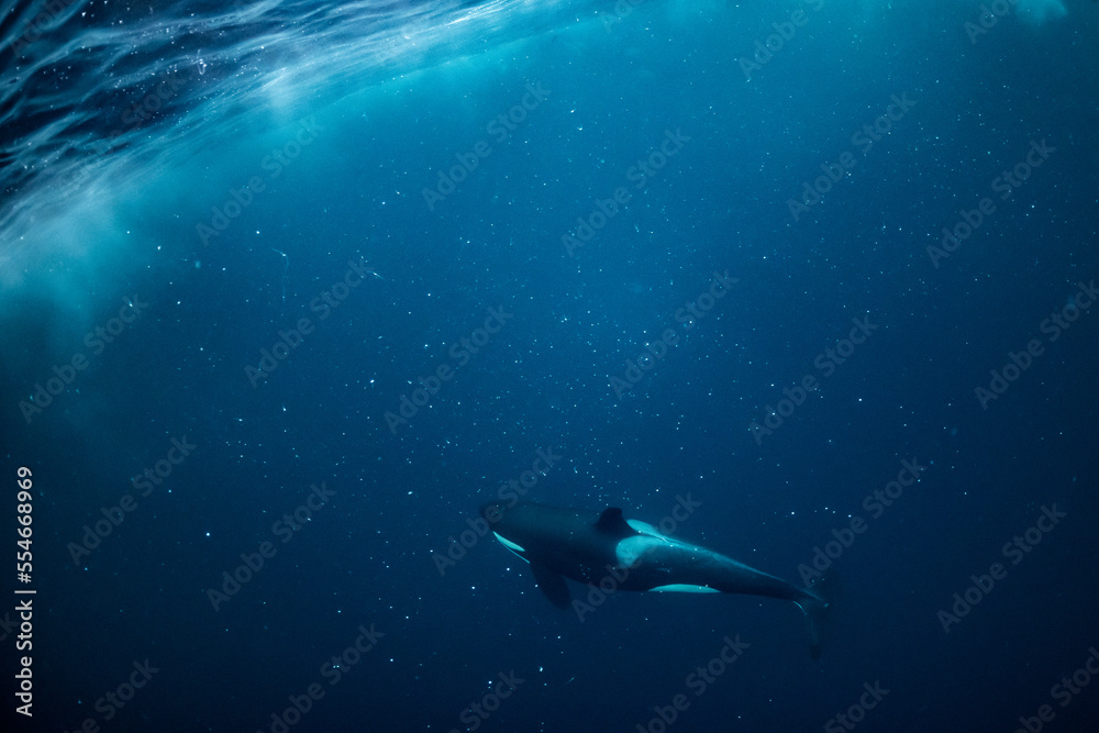 Obraz premium orcas or killer whales in Kvænangen fjord in Norway hunting for herrings