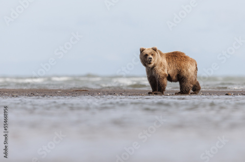 An Alaskan coastal brown bear cub standing on the sandbar along the shoreline of Cook Inlet