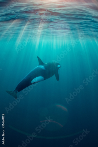 orcas or killer whales in Kv  nangen fjord in Norway hunting for herrings