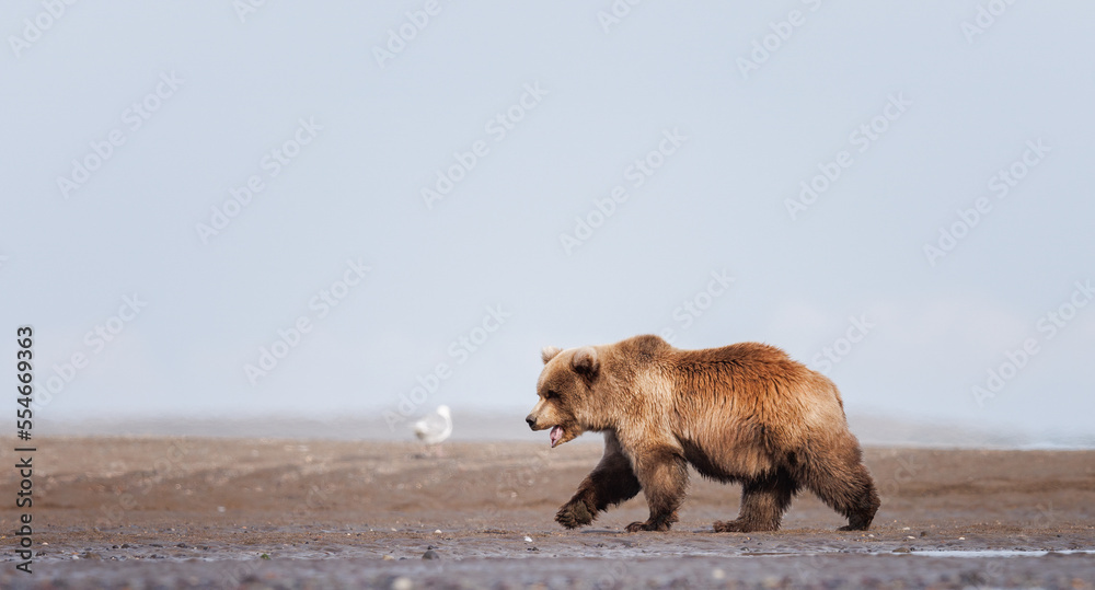 An Alaskan coastal brown bear cub walking along the shoreline of Cook Inlet