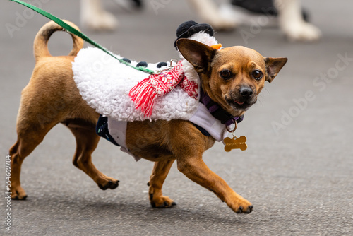 Fototapeta Naklejka Na Ścianę i Meble -  Gaslamp Pet Parade at San Diego California