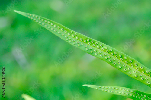 Maile scented fern or Musk fern or Wart fern, Pteris vittata or Pteris vittata L or fern or green leaf or polypodioides pseudolachnopus photo