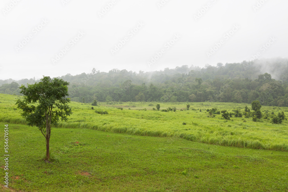 Nong Phak Chi Wildlife Watching Tower today is one place to see Khao Yai Attractions for visitors in Khao Yai national park Thailand. Nong Phak Chi Wildlife Watching Tower today is one place to see Khao Yai Attractions for visitors in Khao Yai national park Thailand.