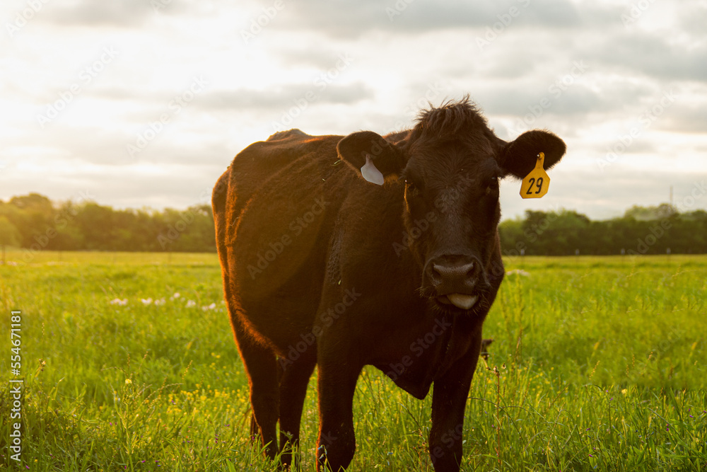 cow in the field