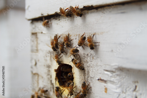 bees in the hive © J. Kuchera