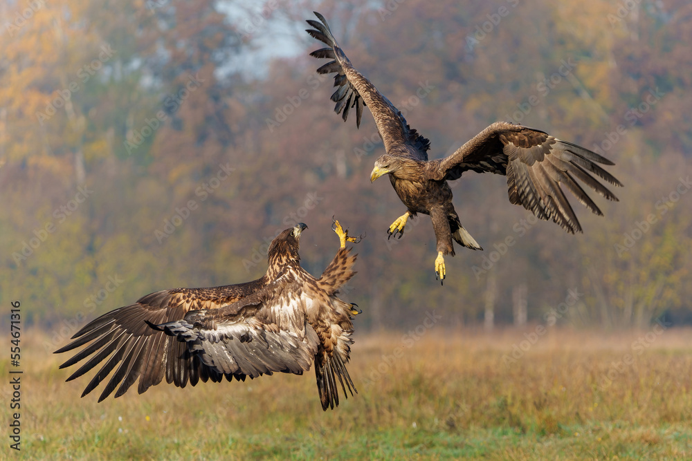 Eagle battle. White tailed eagles (Haliaeetus albicilla) fighting for food on a field in the forest in Poland. Eagle battle. White tailed eagles (Haliaeetus albicilla) fighting for food on a field in the forest in Poland.