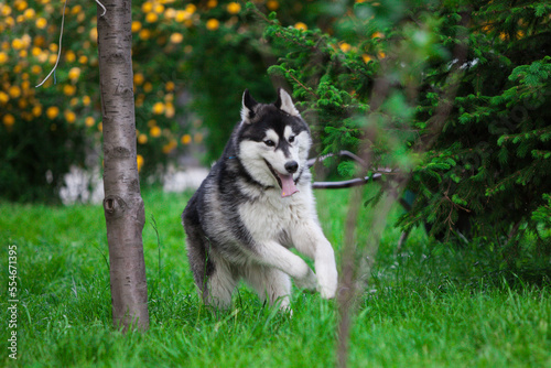 Black and white Siberian Huskya in the forest