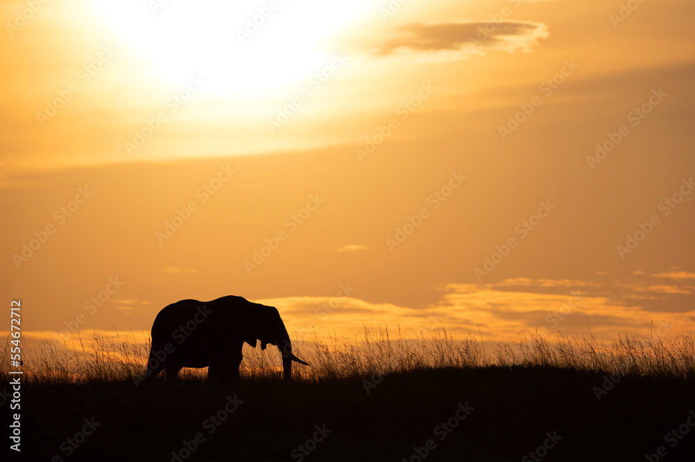 Silhouette of African elephant grazing during sunset, Masai Mara, Kenya