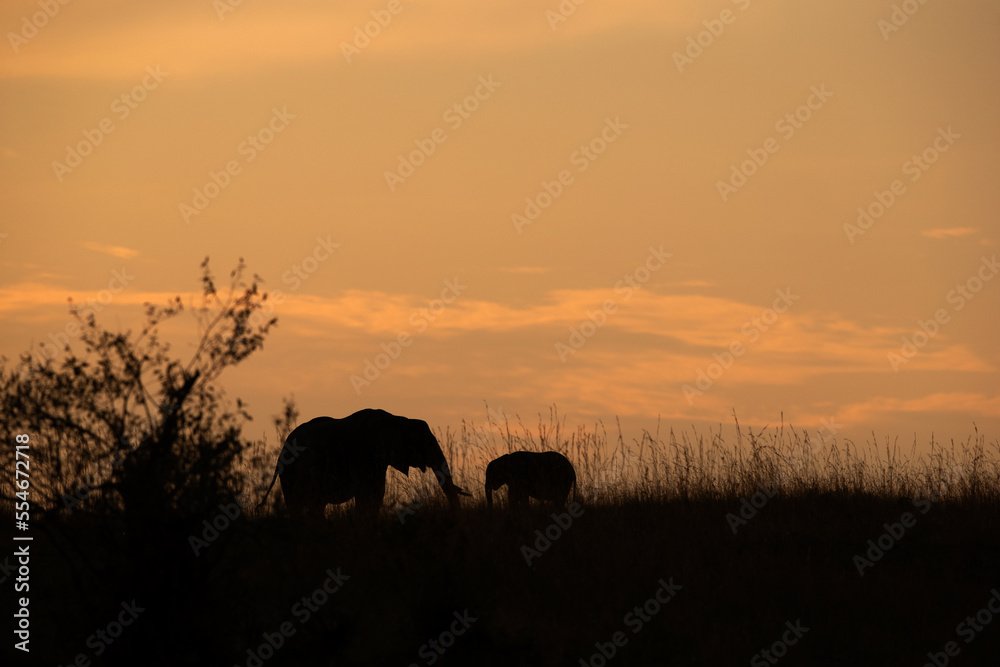 Silhouette of mother and calf during sunset, Masai Mara, Kenya