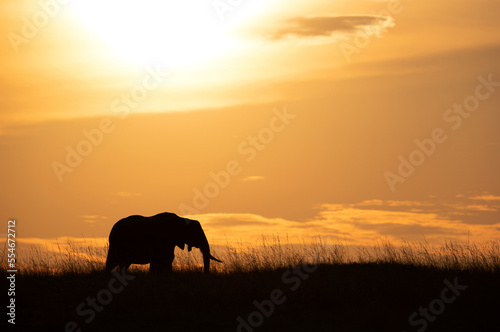 Silhouette of African elephant grazing during sunset  Masai Mara  Kenya