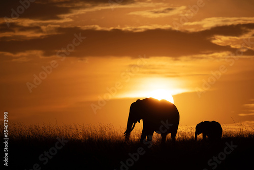 Silhouette of African elephant and calf during sunset  Masai Mara  Kenya