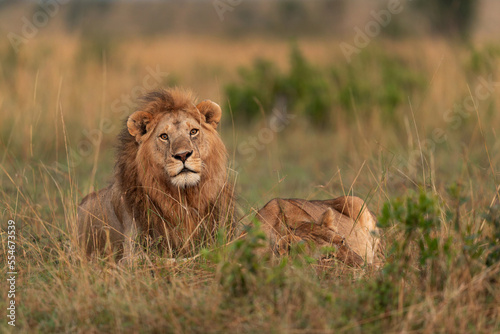 Lion and lioness resting in the morning hours at Masai Mara  Kenya