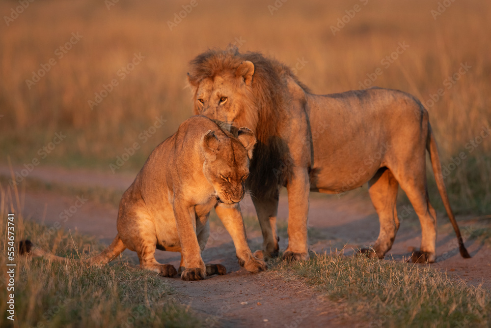 Lioness not agreeing for making love in the morning hours at Savanah, Masai Mara, Kenya Lioness not agreeing for making love in the morning hours at Savanah, Masai Mara, Kenya