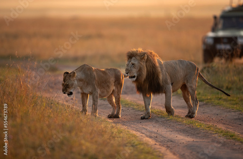 Fototapeta Naklejka Na Ścianę i Meble -  A Lion following a lioness during morning hours in Savanah, Masai Mara, Kenya