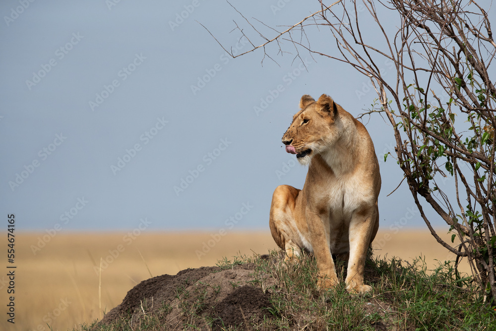 A lioness observing the surrouding from the top of a mound, Masai Mara, Kenya A lioness observing the surrouding from the top of a mound, Masai Mara, Kenya