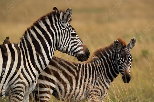 A pair of zebra and a oxpecker at Masai Mara  Kenya