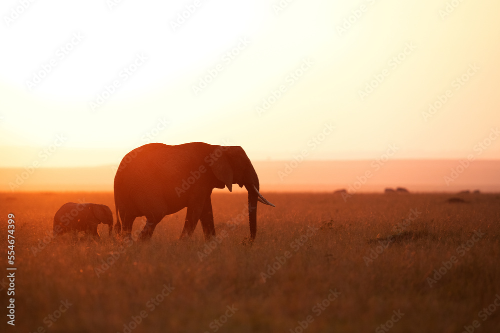 Silhouette of African elephant and calf during sunset, Masai Mara, Kenya - obrazy, fototapety, plakaty 