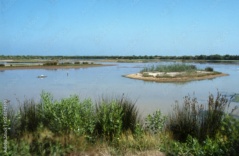 Réserve ornithologique, Le Teich, Bassin d'Arcachon, Landes de Gascogne, 33, Gironde