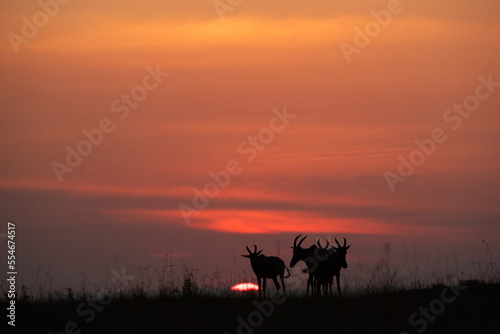 Topi during sunset at Masai Mara  Kenya
