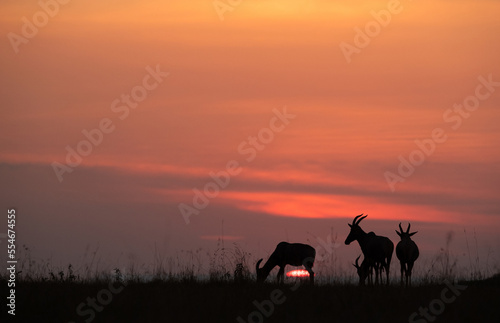 Fototapeta Naklejka Na Ścianę i Meble -  Silhouette of Topi grazing during sunset at Masai Mara, Kenya