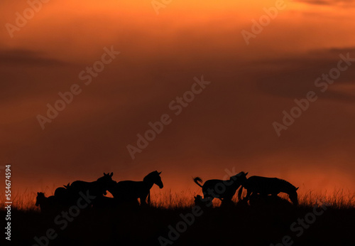 Fototapeta Naklejka Na Ścianę i Meble -  Silhouette of Topi grazing during sunset at Masai Mara, Kenya