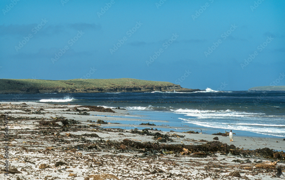 Ile Sea Lion, Iles Falkland, Malouines