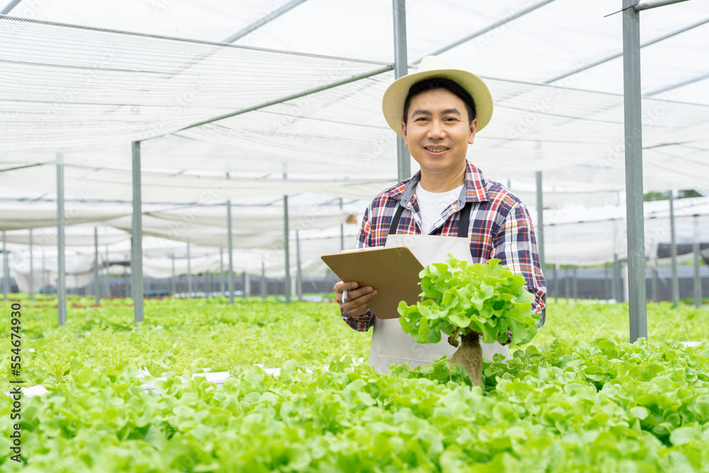 Asian man picking vegetables Happy inspecting your own hydroponic vegetable garden Asian man picking vegetables Happy inspecting your own hydroponic vegetable garden