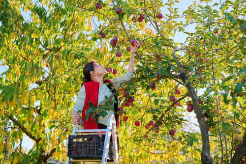 Harvesting apples, woman on ladder picking red ripe apples from tree photo