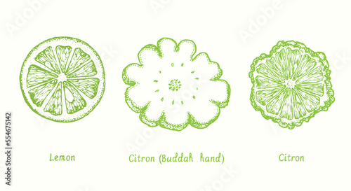 Lemon, citron (Buddah hand), citron cut slice fruit collection. Ink doodle drawing in woodcut style