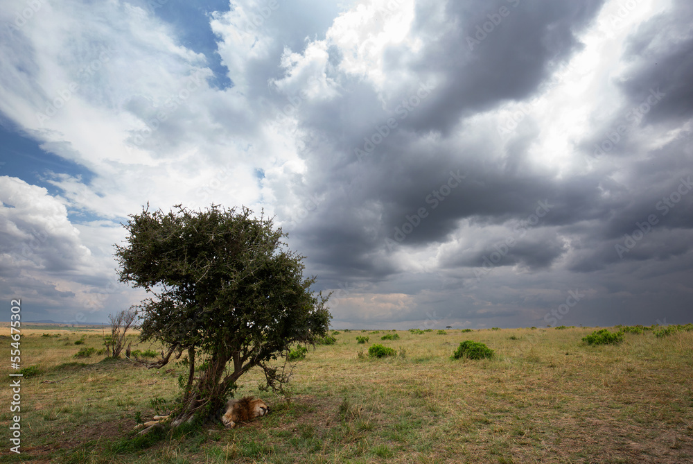 Lion resting under a tree during stormy weather, Masai Mara, Kenya Lion resting under a tree during stormy weather, Masai Mara, Kenya