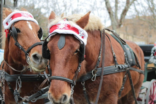 chevaux en hiver