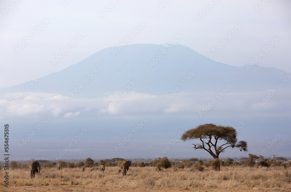 Elephants walking in Ambosli national park with Mount Kilimanjaroat the backdrop, Kenya