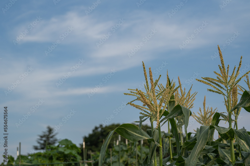 夏の青空の下で収穫を待つトウモロコシ