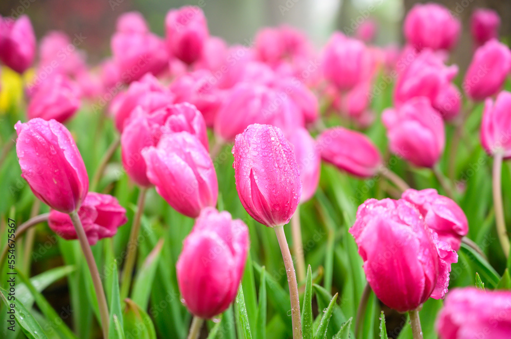 Pink tulip flowers in the garden