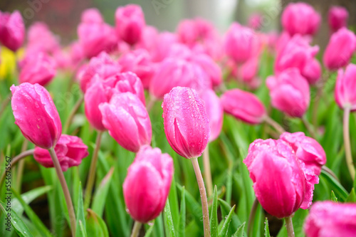 Fototapeta Naklejka Na Ścianę i Meble -  Pink tulip flowers in the garden