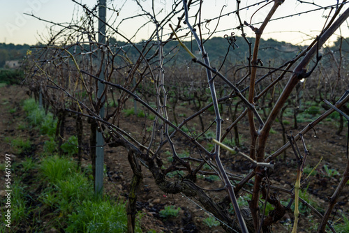 Vineyard plantation at dawn on winter